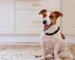 Pet stains on carpet