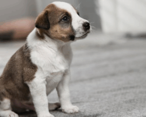 Pet stains on carpet