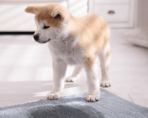 Pet stains on carpet