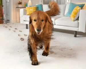 Pet stains on carpet